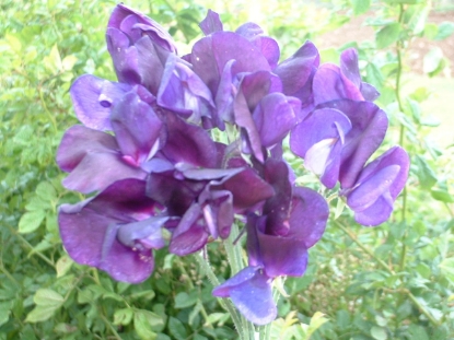 Picture of Sweet Pea - Flagship